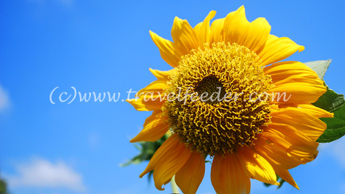 Sunflower of Malaysia