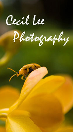 Cecil Lee Photography