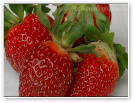 strawberry-farm.jpg