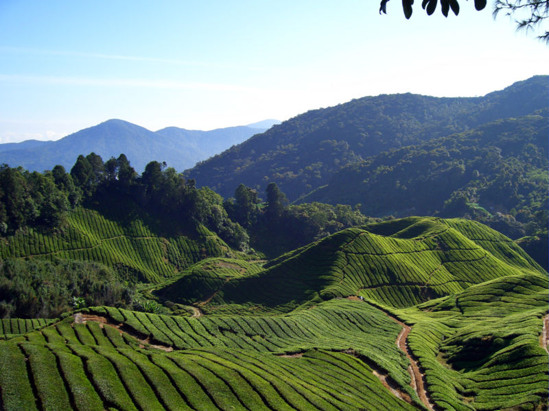 tea-plantation.jpg