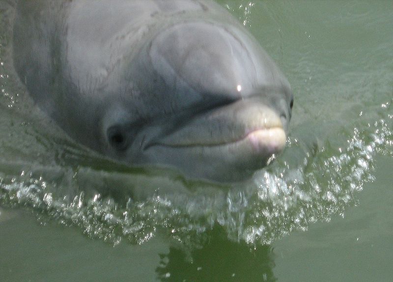 Dolphin 