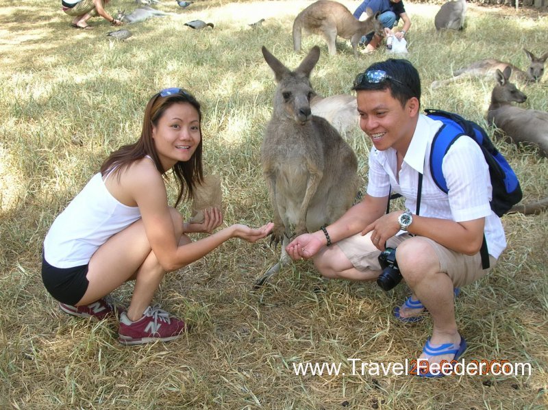 Kangaroo feeding     