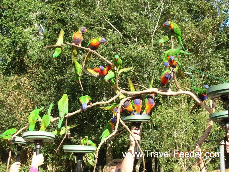 Rainbow Lorikeet   