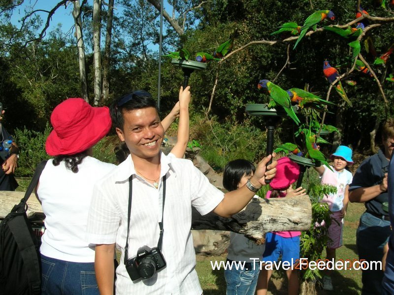 Lorikeet Feeding 