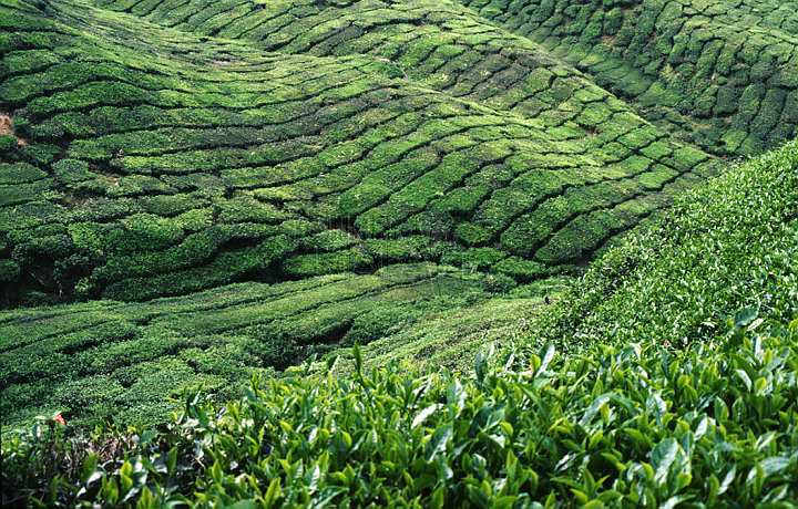 Cameron Highland