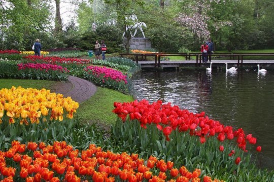 Keukenhof Garden