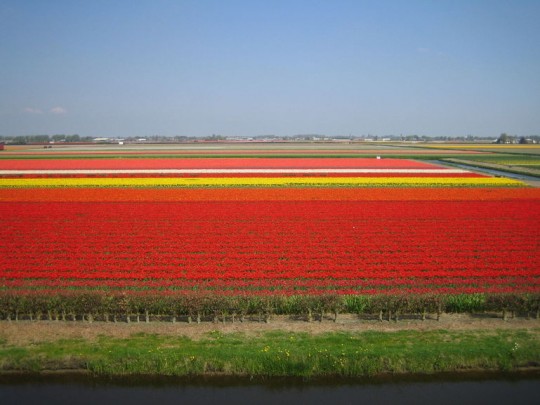 tulips field