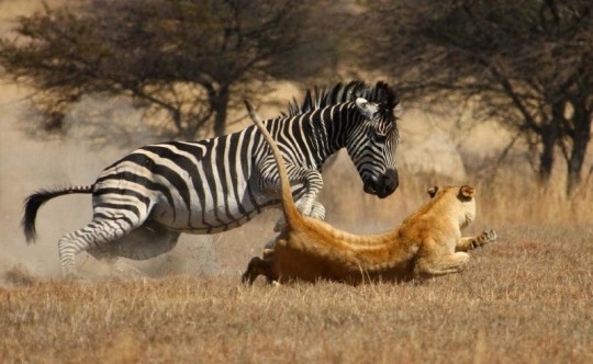Zebra & Lion