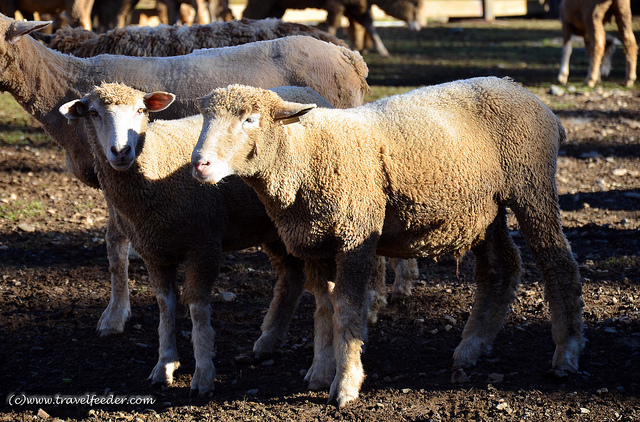 Green-Green-Grassland-Taiwan-sheep