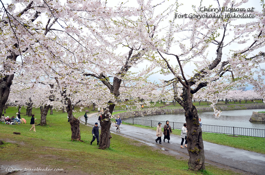 cherry blossoms blooming season 2014