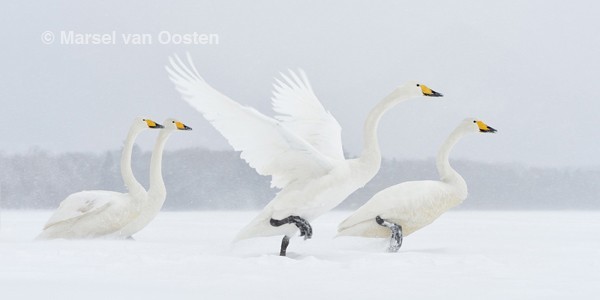 Travel Photographer of the Year 2015-SM-MvOosten_largethumb