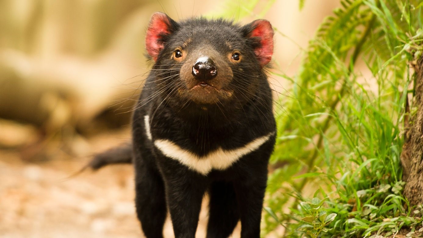 The Tasmanian Devil Tour