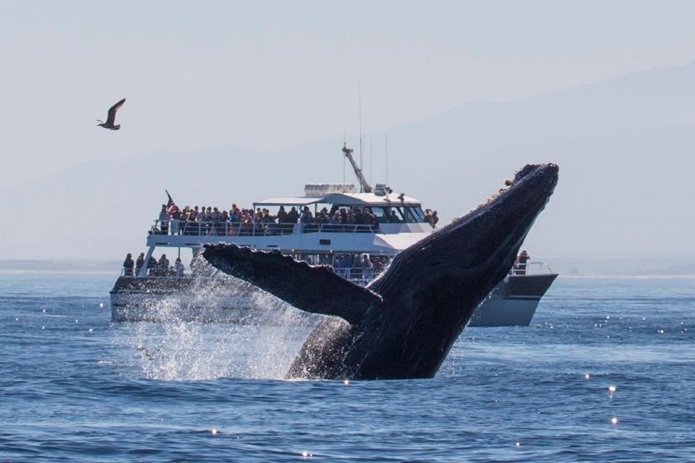 Reasons to Go Whale Watching in Kauai Hawaii