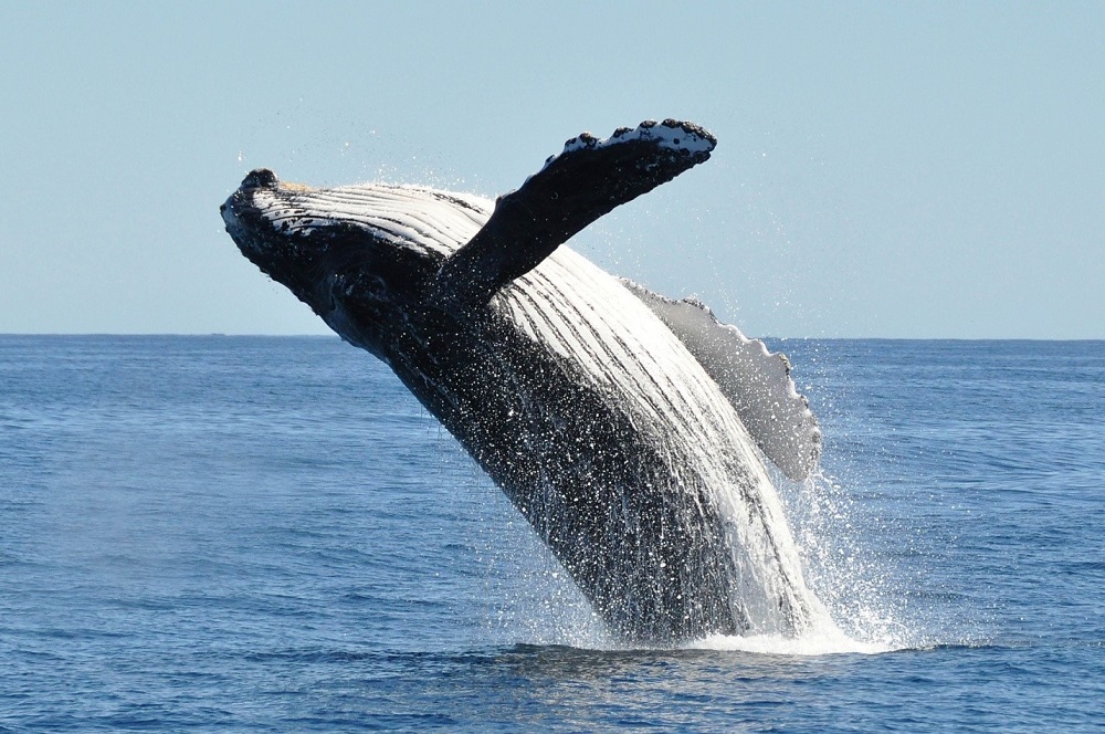 Reasons to Go Whale Watching in Kauai Hawaii